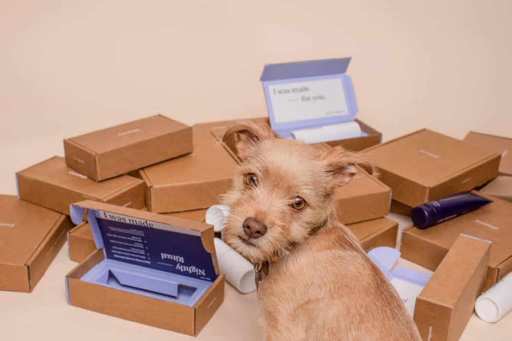 Dog and Many Boxes