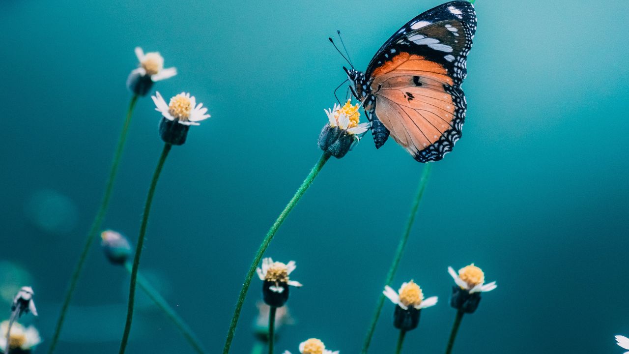 Overcoming Negativity God's Way Biblical Guidance - Secured Profits (on photo: butterfly on flower)